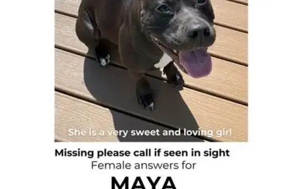 Help Find Sweet Maya: Last Seen Elmont