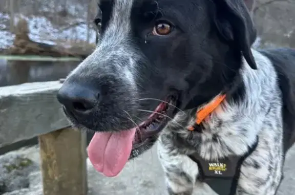 Lost Black Lab Mix: Spotted in Fordland