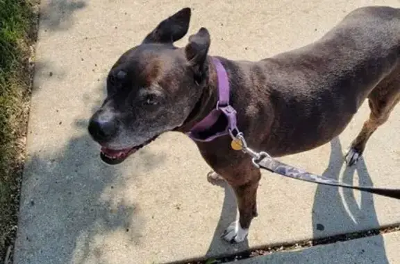 Missing Dog: 12-Year-Old Terrier Mix