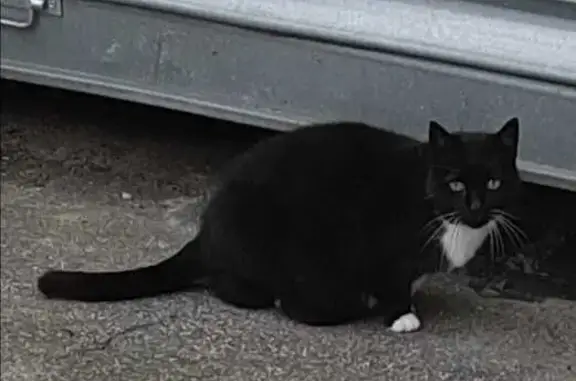 Chat apeuré à Fontenay-aux-Roses : aide requise - photo