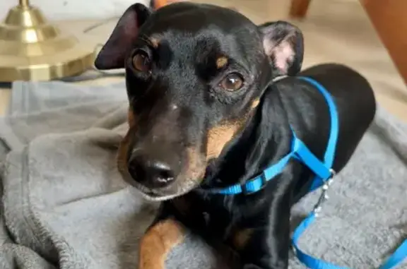 Chien trouvé Pézenas, photo: Pinscher nain mâle trouvé à Pézenas
