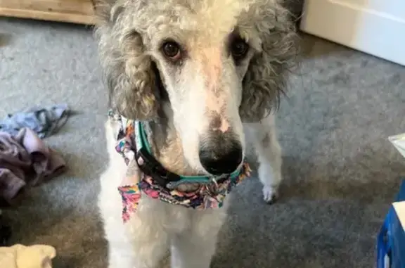 Lost Poodle: Grey & White, Circlewood Dr