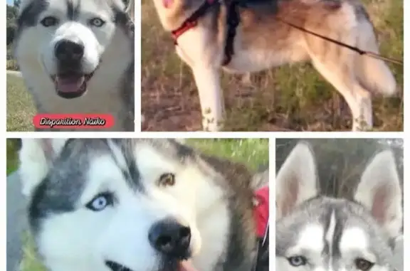 Husky mâle volé, 7 ans, Médoc (33) - photo