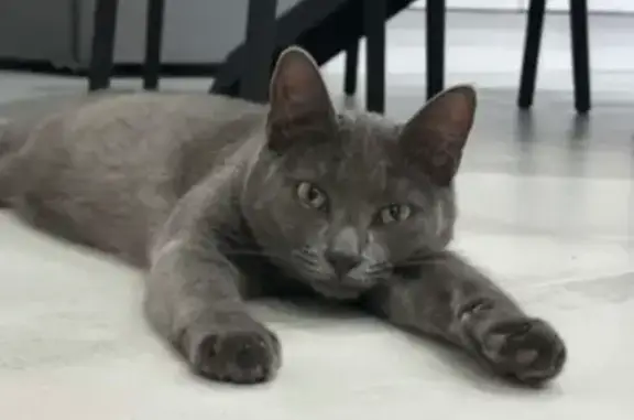 Chat gris perdu à Roanne, puce Saika - photo