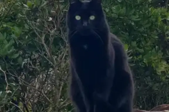 Animaux perdus , photo: Chat noir disparu à Campagne-sur-Aude