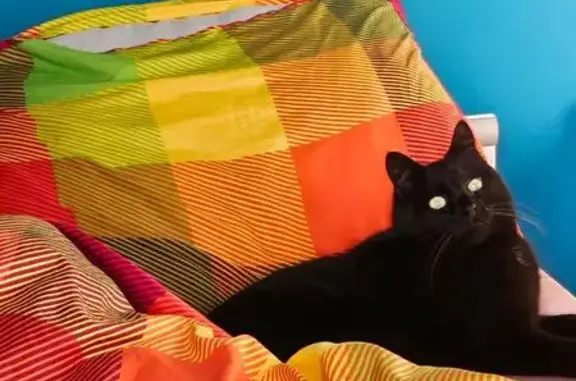 Animaux perdus , photo: Chat noir perdu à Campagne-sur-Aude