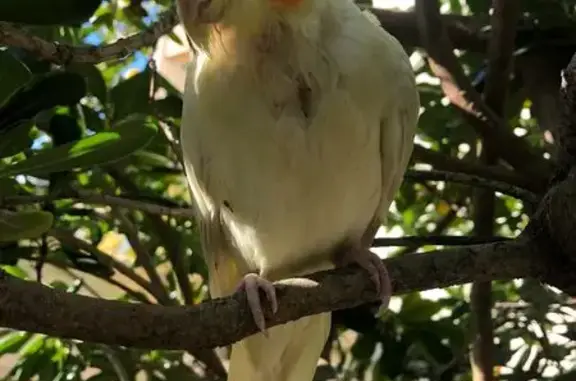 Animaux perdus La Rochelle, photo: Calopsite jaune perdue à La Rochelle