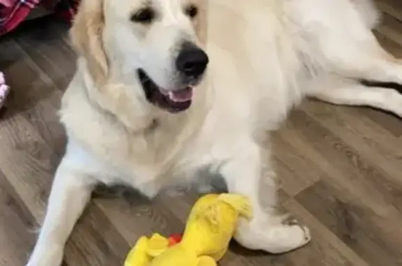 Missing Golden Retriever: Racine, MD Ave