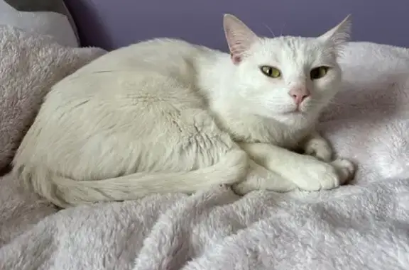 Animaux perdus Hénin-Beaumont, photo: Chatte blanche 2 ans perdue, Hénin-Beaumont