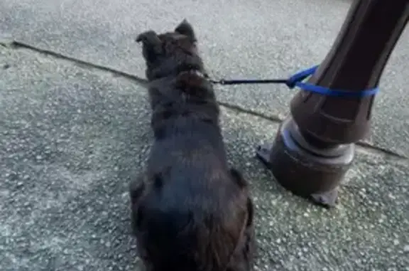 Chienne trouvée à Martel dimanche matin - photo