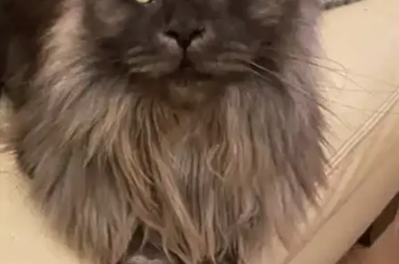 Chat perdu, Cagnac-les-Mines, photo: Maine Coon 3 ans disparue à Cagnac-les-Mines