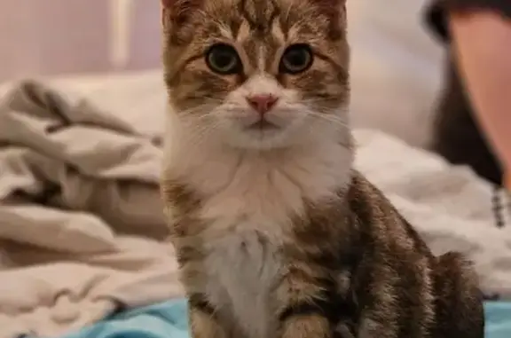 Chat perdu à Lunéville, rue Jeanne d'Arc - photo