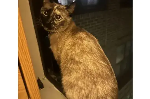 Lost Siamese Cat: Grey, Blue Eyes, 2 Yrs