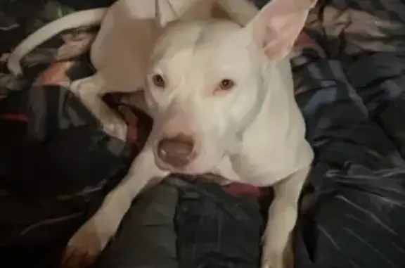 Missing: Beloved White Pit Bull in TN