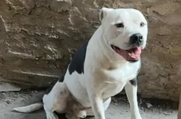 Lost Dog Jake: Friendly, Loves Chicken!