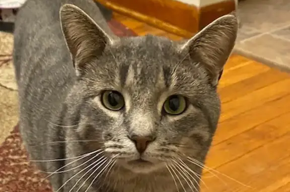 Lost Gray Tabby Cat on Forest Rose Ave