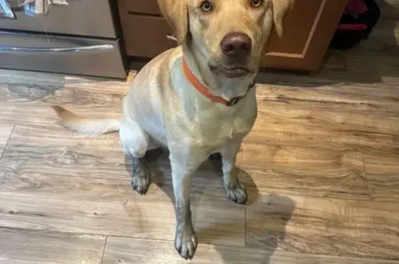 Lost Labrador: Trigger, Ham Lake Area