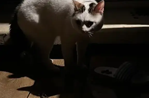 Chat blanc tacheté trouvé Rue de Bellevue - photo