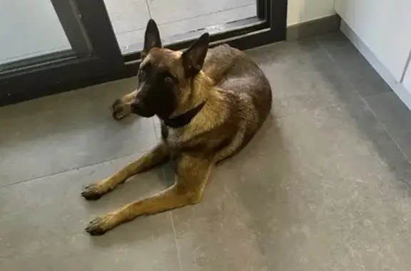 Chien perdu Bonneville, photo : Chien disparu : Berger Malinois à Bonneville