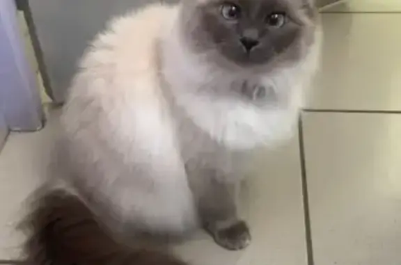 Animaux perdus Douai, photo: Chatte sacrée de Birmanie perdue à Douai