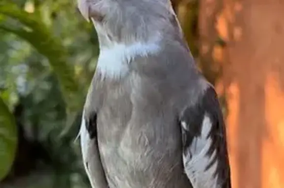 ¡Pájaro Ninfa Perdido en San Isidro!