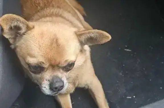Chihuahua brun trouvé avec collier à Vedène - photo