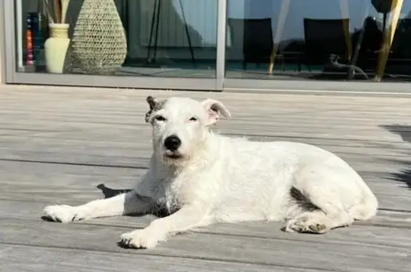 Animaux perdus Calenzana, photo: Chienne Jack Russel 16 ans perdue Calenzana