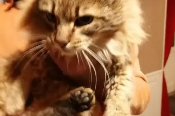 Chat crinière de lion trouvé à Montfort - photo