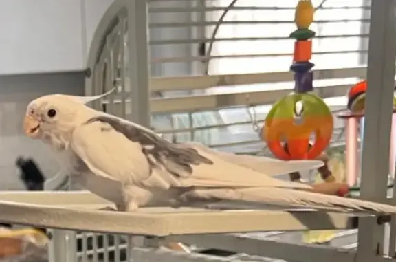 Lost Cockatiel: Help Find Hoxy...