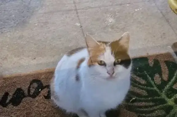 Animaux trouvés , photo: Chatte tricolore apprivoisée trouvée à Carsan