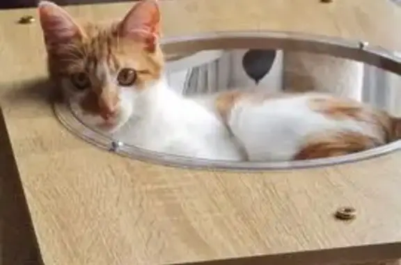 Animaux perdus Champagne-au-Mont-d'Or, photo: Chat roux et blanc perdu à Champagne