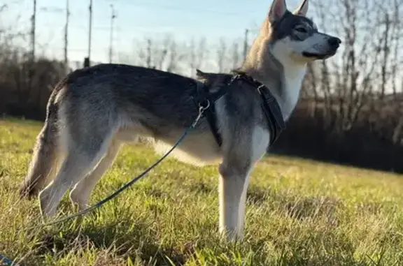 Chien loup tchèque perdu à Souffelweyersheim - photo