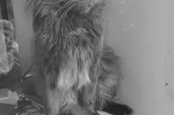 Maine Coon noir perdu à Rombies - photo