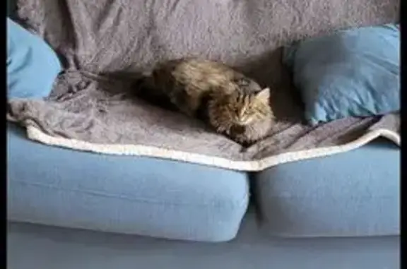 Chatte européenne disparue à La Baule - photo