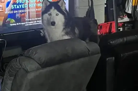 Help Find Kara: Missing Husky in Chesapeake