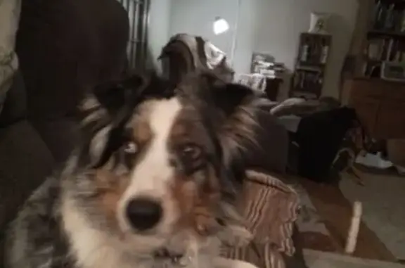 Help Find Sadie: Lost Aussie in Bentonville