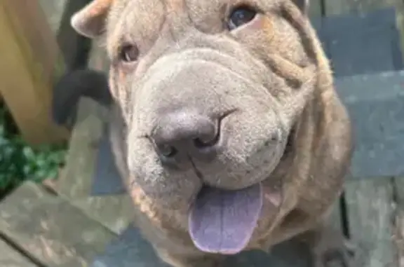 Lost Gray Brindle Shar Pei in Elkins