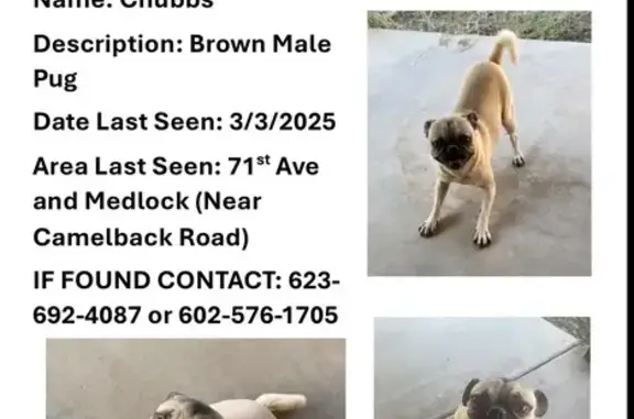 Lost Tan Pug: Male, Glendale Area