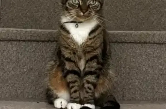 Missing Tabby: Crestwood, Warwick