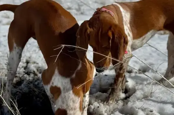 Lost Red Tick Hounds: Dan & Anne