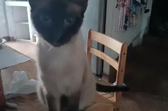 Lost Siamese Cat: 46th Ave, St. Pete