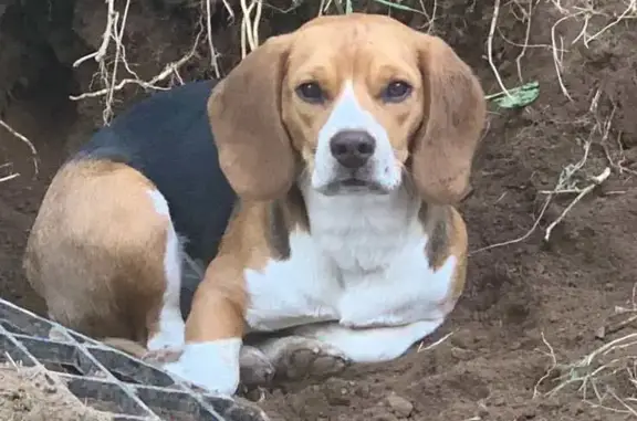 Chien perdu Saint-Évarzec, photo : Raika et Olya disparues à Saint-Évarzec