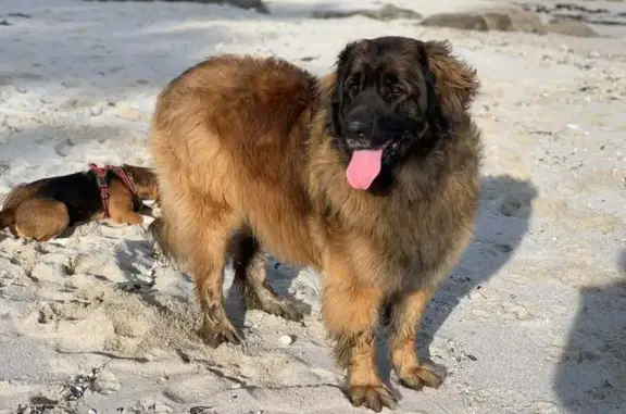 Chien perdu Saint-Évarzec, photo : Chiens perdus à Saint-Evarzec