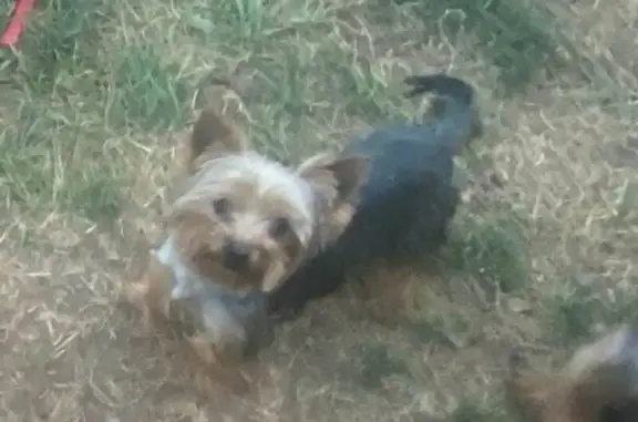 Missing Yorkie: Black/Tan Male, Red Lion