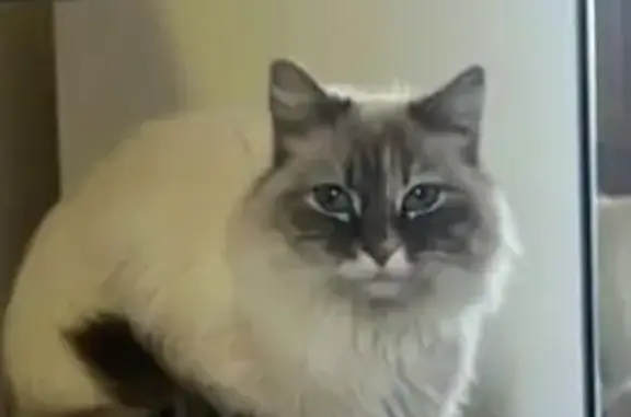 Animaux perdus Digne-les-Bains, photo: Chatte perdue aux Sieyes, contactez-nous !