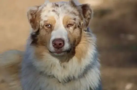 Chien perdu , photo : Berger Australien disparu à Pamiers
