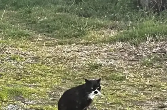 Chat trouvé , photo: Chat noir et blanc trouvé à Cabidos