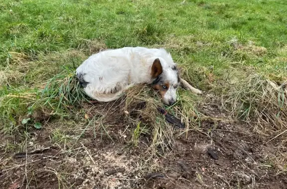 Chien disparu à Sept-Forges, Normandie - photo