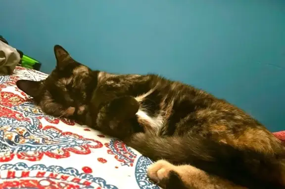 Help Find Our 3-Legged Tortoiseshell Cat!