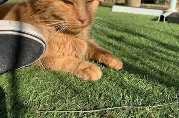 Chat roux trouvé, câlin et maigre - photo
